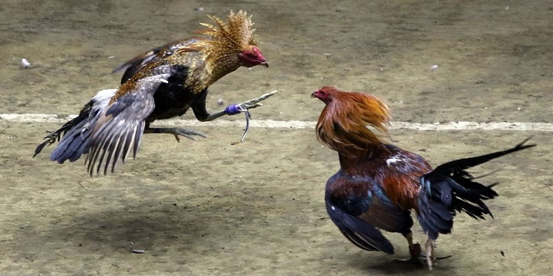 Các Lợi Ích Khi Chơi Aog Đá Gà H3bet
